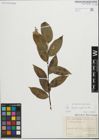 Foto von Salix fragilis L. x Salix pentandra L.